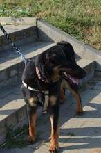 LENI, Hund, Mischlingshund in Kroatien - Bild 4