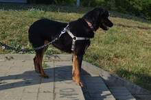 LENI, Hund, Mischlingshund in Kroatien - Bild 6