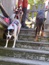 ATHENA, Hund, Mischlingshund in Altena - Bild 16