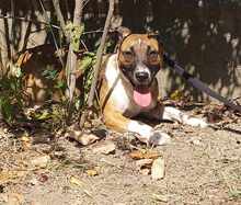 SENTA, Hund, Mischlingshund in Ungarn - Bild 9
