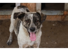 FIDO, Hund, Mischlingshund in Rumänien - Bild 6