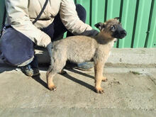 TINA, Hund, Mischlingshund in Ungarn - Bild 1