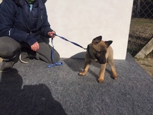 TINA, Hund, Mischlingshund in Ungarn - Bild 3