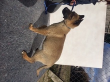 TINA, Hund, Mischlingshund in Ungarn - Bild 6