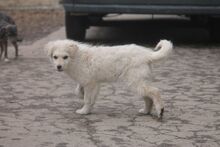 RICOTTA, Hund, Mischlingshund in Marsberg - Bild 6