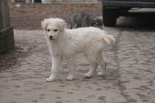 RICOTTA, Hund, Mischlingshund in Marsberg - Bild 7