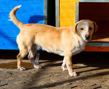 ROSA, Hund, Mischlingshund in Bulgarien - Bild 1