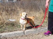 ROSA, Hund, Mischlingshund in Bulgarien - Bild 12