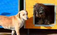 ROSA, Hund, Mischlingshund in Bulgarien - Bild 2