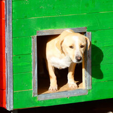ROSA, Hund, Mischlingshund in Bulgarien - Bild 3