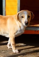ROSA, Hund, Mischlingshund in Bulgarien - Bild 4