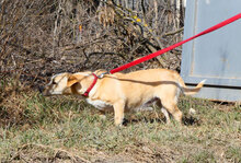 ROSA, Hund, Mischlingshund in Bulgarien - Bild 5