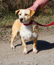ROSA, Hund, Mischlingshund in Bulgarien - Bild 7
