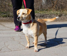ROSA, Hund, Mischlingshund in Bulgarien - Bild 8