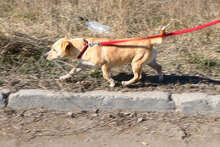 ROSA, Hund, Mischlingshund in Bulgarien - Bild 9
