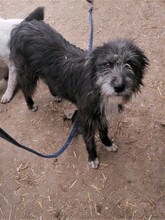 SILVIA, Hund, Mischlingshund in Rumänien - Bild 10