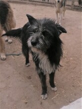 SILVIA, Hund, Mischlingshund in Rumänien - Bild 11