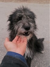 SILVIA, Hund, Mischlingshund in Rumänien - Bild 12