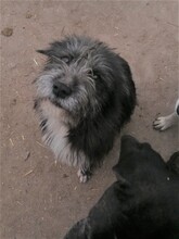 SILVIA, Hund, Mischlingshund in Rumänien - Bild 13