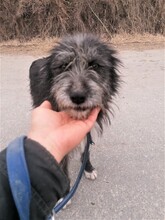 SILVIA, Hund, Mischlingshund in Rumänien - Bild 14