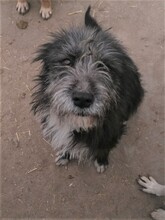 SILVIA, Hund, Mischlingshund in Rumänien - Bild 17