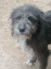SILVIA, Hund, Mischlingshund in Rumänien - Bild 19