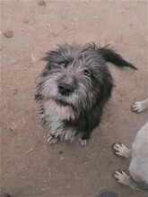 SILVIA, Hund, Mischlingshund in Rumänien - Bild 2