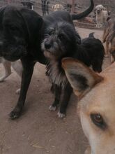 SILVIA, Hund, Mischlingshund in Rumänien - Bild 22