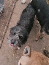 SILVIA, Hund, Mischlingshund in Rumänien - Bild 4