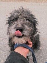 SILVIA, Hund, Mischlingshund in Rumänien - Bild 5
