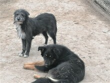 SILVIA, Hund, Mischlingshund in Rumänien - Bild 6