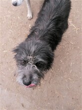 SILVIA, Hund, Mischlingshund in Rumänien - Bild 7