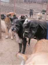 SILVIA, Hund, Mischlingshund in Rumänien - Bild 8