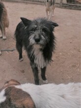 SILVIA, Hund, Mischlingshund in Rumänien - Bild 9