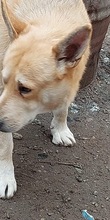 SPENCER, Hund, Mischlingshund in Rumänien - Bild 1