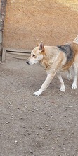 SPENCER, Hund, Mischlingshund in Rumänien - Bild 2