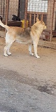SPENCER, Hund, Mischlingshund in Rumänien - Bild 3