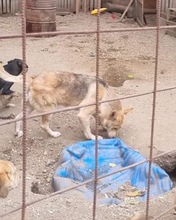 SPENCER, Hund, Mischlingshund in Rumänien - Bild 4