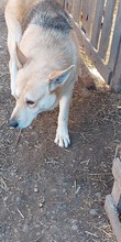 SPENCER, Hund, Mischlingshund in Rumänien - Bild 5