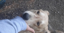 SPENCER, Hund, Mischlingshund in Rumänien - Bild 6
