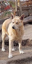 SPENCER, Hund, Mischlingshund in Rumänien - Bild 7