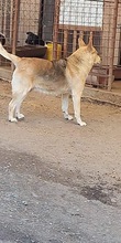 SPENCER, Hund, Mischlingshund in Köln - Bild 3