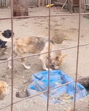 SPENCER, Hund, Mischlingshund in Köln - Bild 4