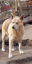 SPENCER, Hund, Mischlingshund in Köln - Bild 7