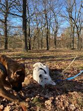 CORINNE, Hund, Mischlingshund in Berlin - Bild 4