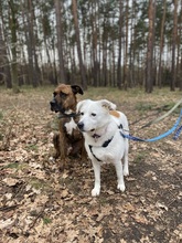 CORINNE, Hund, Mischlingshund in Berlin - Bild 8