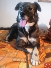 SORANA, Hund, Mischlingshund in Rumänien - Bild 1