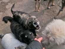 SORANA, Hund, Mischlingshund in Rumänien - Bild 11