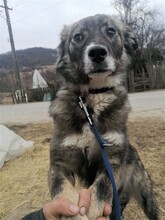 SORANA, Hund, Mischlingshund in Rumänien - Bild 12