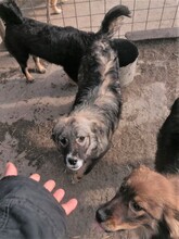 SORANA, Hund, Mischlingshund in Rumänien - Bild 14